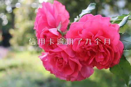 信用卡逾期了九个月 信用卡逾期了九个月