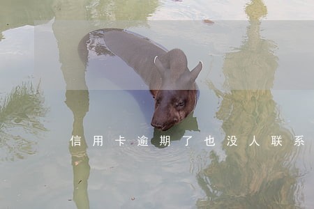 信用卡逾期了也没人联系我