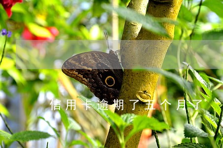 信用卡逾期了五个月了