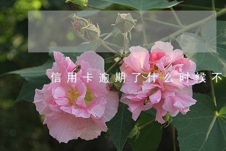 信用卡逾期了什么时候不逾期 信用卡逾期了什么时候不逾期
