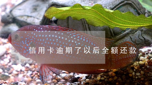 信用卡逾期了以后全额还款 信用卡逾期了以后全额还款