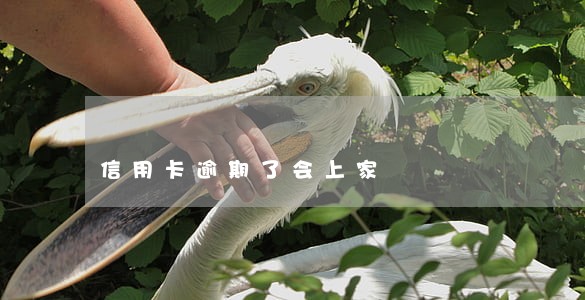 信用卡逾期了会上家 信用卡逾期了会上家