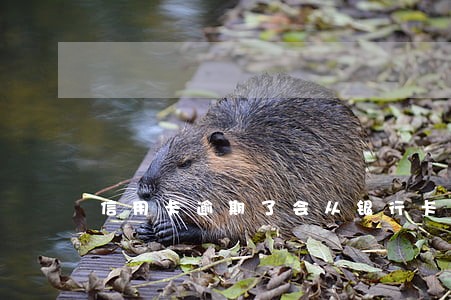 信用卡逾期了会从银行卡上扣钱吗