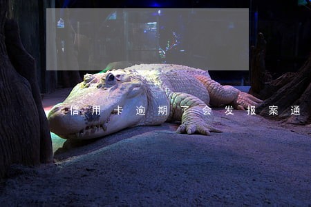 信用卡逾期了会发报案通知吗 信用卡逾期了会发报案通知吗