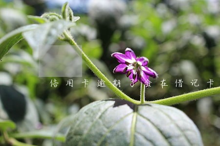 信用卡逾期了会在借记卡里扣钱吗 信用卡逾期了会在借记卡里扣钱吗