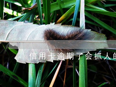 信用卡逾期了会抓人的吗 信用卡逾期了会抓人的吗