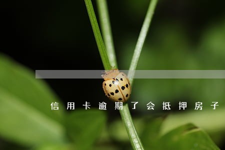 信用卡逾期了会抵押房子吗