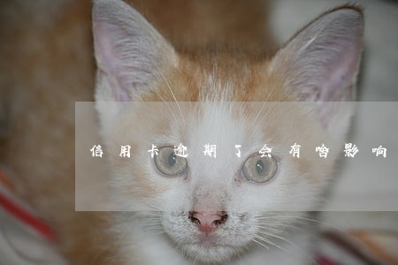 信用卡逾期了会有啥影响 信用卡逾期了会有啥影响