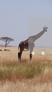 信用卡逾期了会自动还款吗 信用卡逾期了会自动还款吗