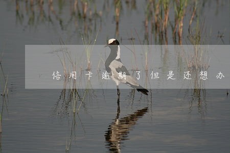 信用卡逾期了但是还想办咋弄 信用卡逾期了但是还想办咋弄