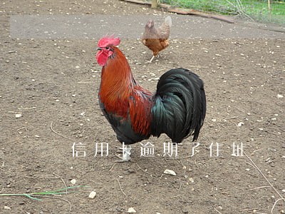 信用卡逾期了住址