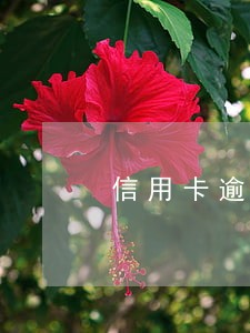 信用卡逾期了你有经历吗 信用卡逾期了你有经历吗