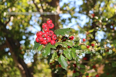 信用卡逾期了借记卡利息 信用卡逾期了借记卡利息