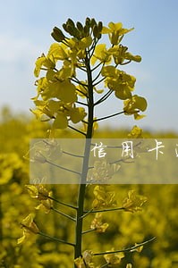 信用卡逾期了储蓄卡能跨境汇款吗 信用卡逾期了储蓄卡能跨境汇款吗