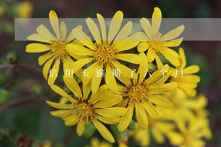 信用卡逾期了六个月 信用卡逾期了六个月
