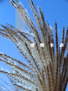 信用卡逾期了冻结了还可以用吗 信用卡逾期了冻结了还可以用吗