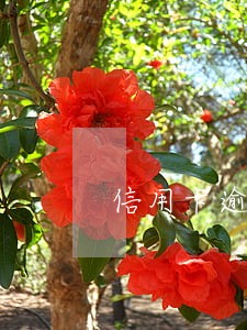 信用卡逾期了几个月法院传票 信用卡逾期了几个月法院传票