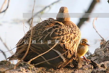 信用卡逾期了几分钱 信用卡逾期了几分钱