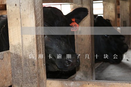 信用卡逾期了几十块会上征信吗 信用卡逾期了几十块会上征信吗