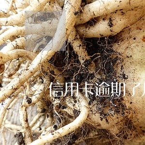 信用卡逾期了几天会影响信用吗 信用卡逾期了几天会影响信用吗