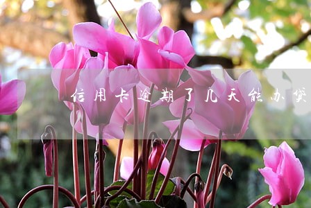 信用卡逾期了几天能办贷款不