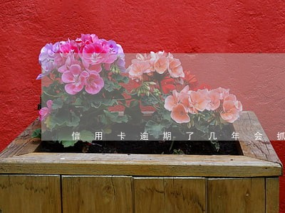 信用卡逾期了几年会抓人吗