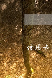 信用卡逾期了几次影响买房吗 信用卡逾期了几次影响买房吗