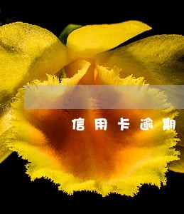 信用卡逾期了几百不记得还 信用卡逾期了几百不记得还