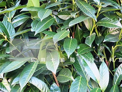信用卡逾期了分期利息算本金 信用卡逾期了分期利息算本金