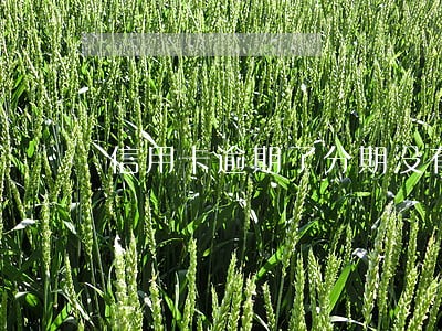 信用卡逾期了分期没有用吗 信用卡逾期了分期没有用吗