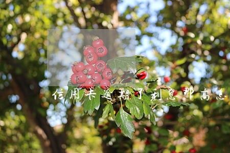 信用卡逾期了利息那高怎么还 信用卡逾期了利息那高怎么还