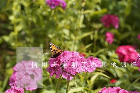 信用卡逾期了办其他银行卡可以吗 信用卡逾期了办其他银行卡可以吗