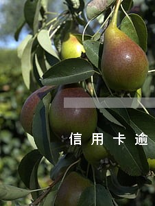 信用卡逾期了十几年了怎么办 信用卡逾期了十几年了怎么办