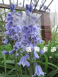 信用卡逾期了半个月后还款 信用卡逾期了半个月后还款