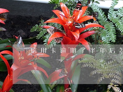 信用卡逾期了半年后怎么办 信用卡逾期了半年后怎么办