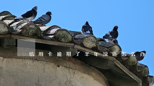 信用卡逾期了半年没还怎么办 信用卡逾期了半年没还怎么办