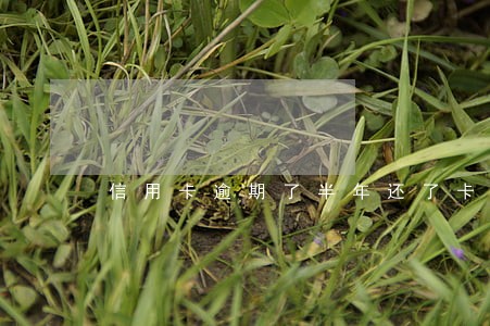 信用卡逾期了半年还了卡还能用吗 信用卡逾期了半年还了卡还能用吗
