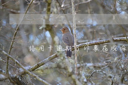 信用卡逾期了印象花呗嘛 信用卡逾期了印象花呗嘛