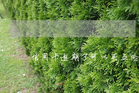 信用卡逾期了可以买五险一金吗 信用卡逾期了可以买五险一金吗