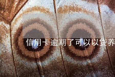 信用卡逾期了可以以贷养贷吗 信用卡逾期了可以以贷养贷吗