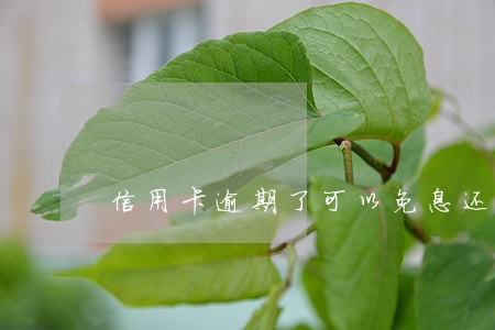 信用卡逾期了可以免息还款吗 信用卡逾期了可以免息还款吗