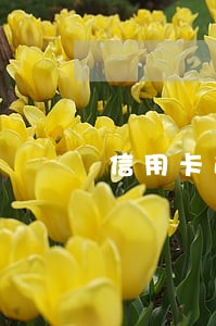 信用卡逾期了可以分多少期还 信用卡逾期了可以分多少期还