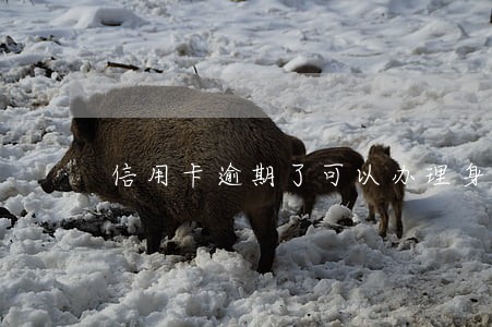 信用卡逾期了可以办理身份证吗 信用卡逾期了可以办理身份证吗