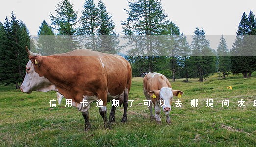 信用卡逾期了可以去哪提问求助