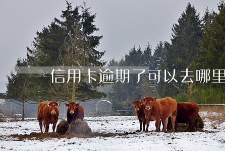 信用卡逾期了可以去哪里