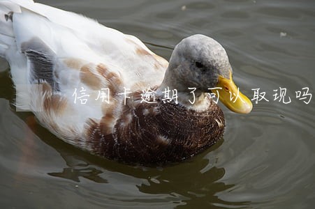 信用卡逾期了可以取现吗 信用卡逾期了可以取现吗