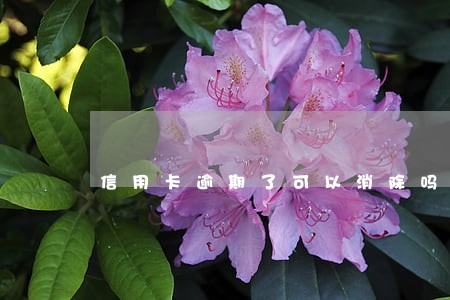 信用卡逾期了可以消除吗 信用卡逾期了可以消除吗