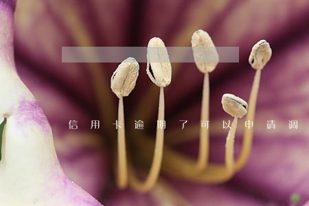 信用卡逾期了可以申请调解吗 信用卡逾期了可以申请调解吗