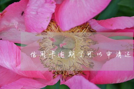 信用卡逾期了可以申请还本金吗 信用卡逾期了可以申请还本金吗