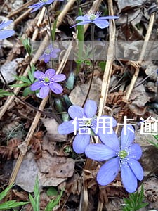 信用卡逾期了可以自定义还款吗 信用卡逾期了可以自定义还款吗